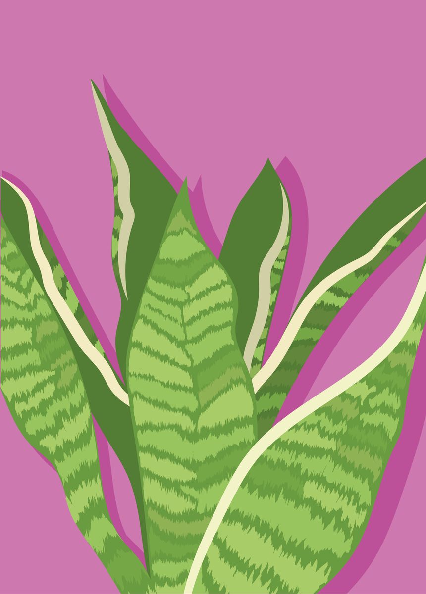 yisual - Poster - Signature Sansevieria Pink