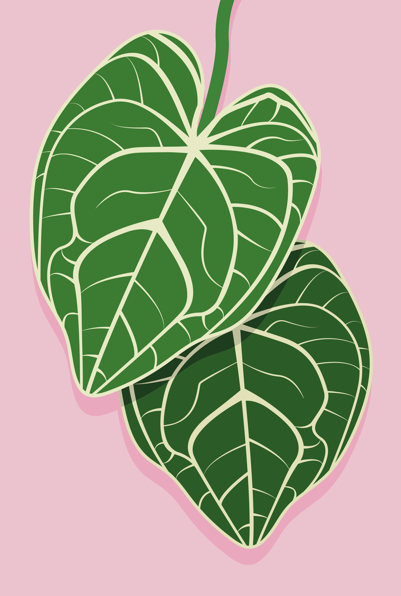 Poster - Anthurium Growth Pink