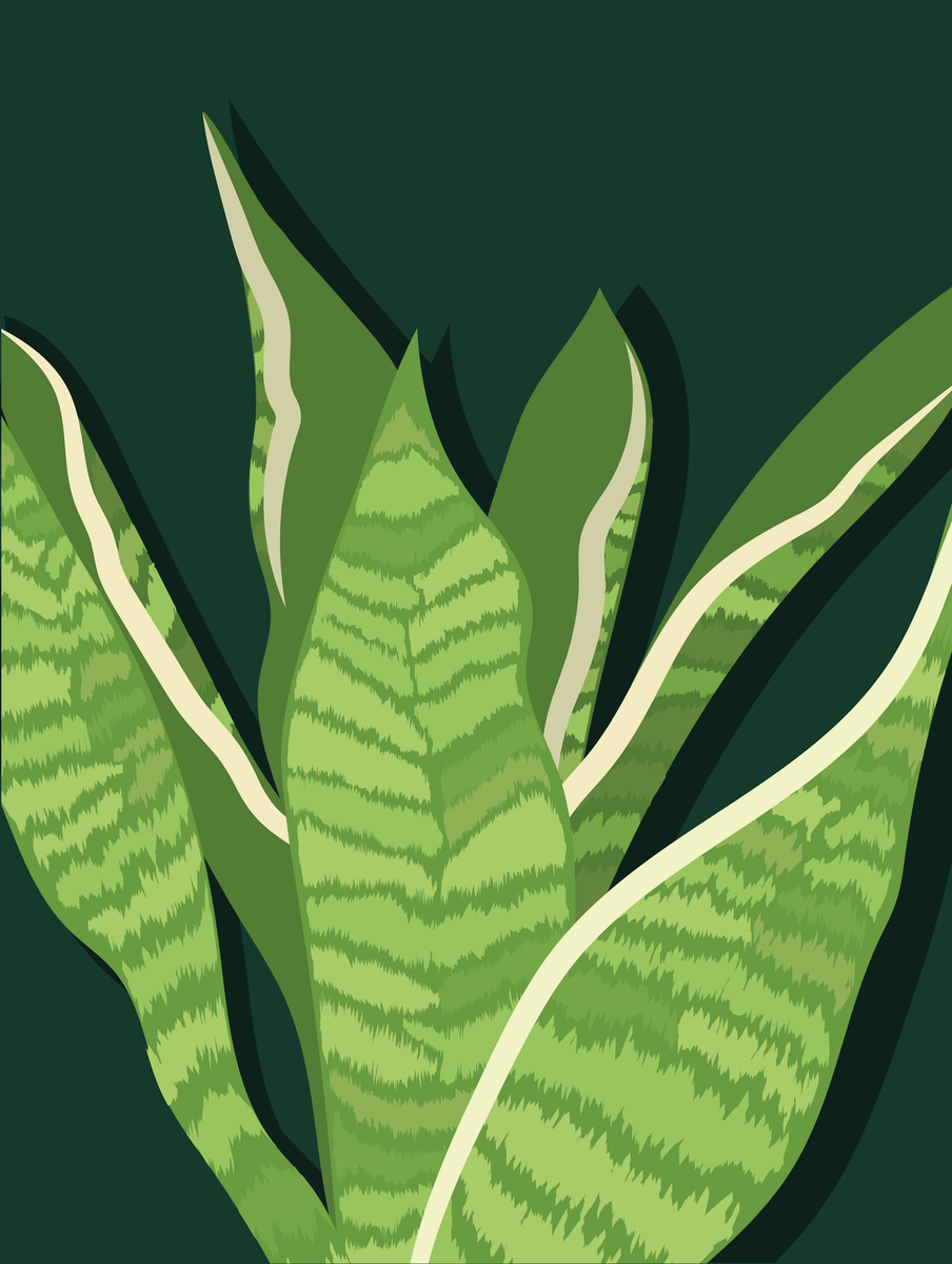 Poster - Signature Sansevieria Green