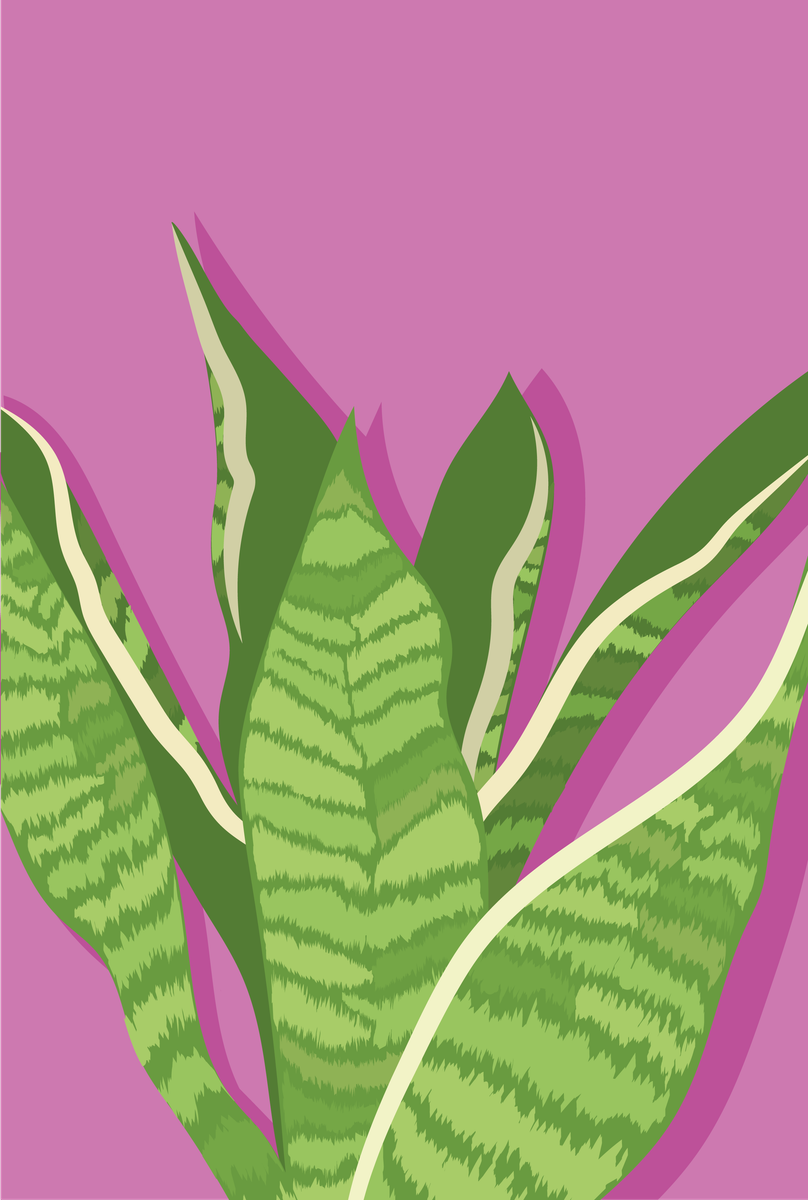 Poster - Signature Sansevieria Pink